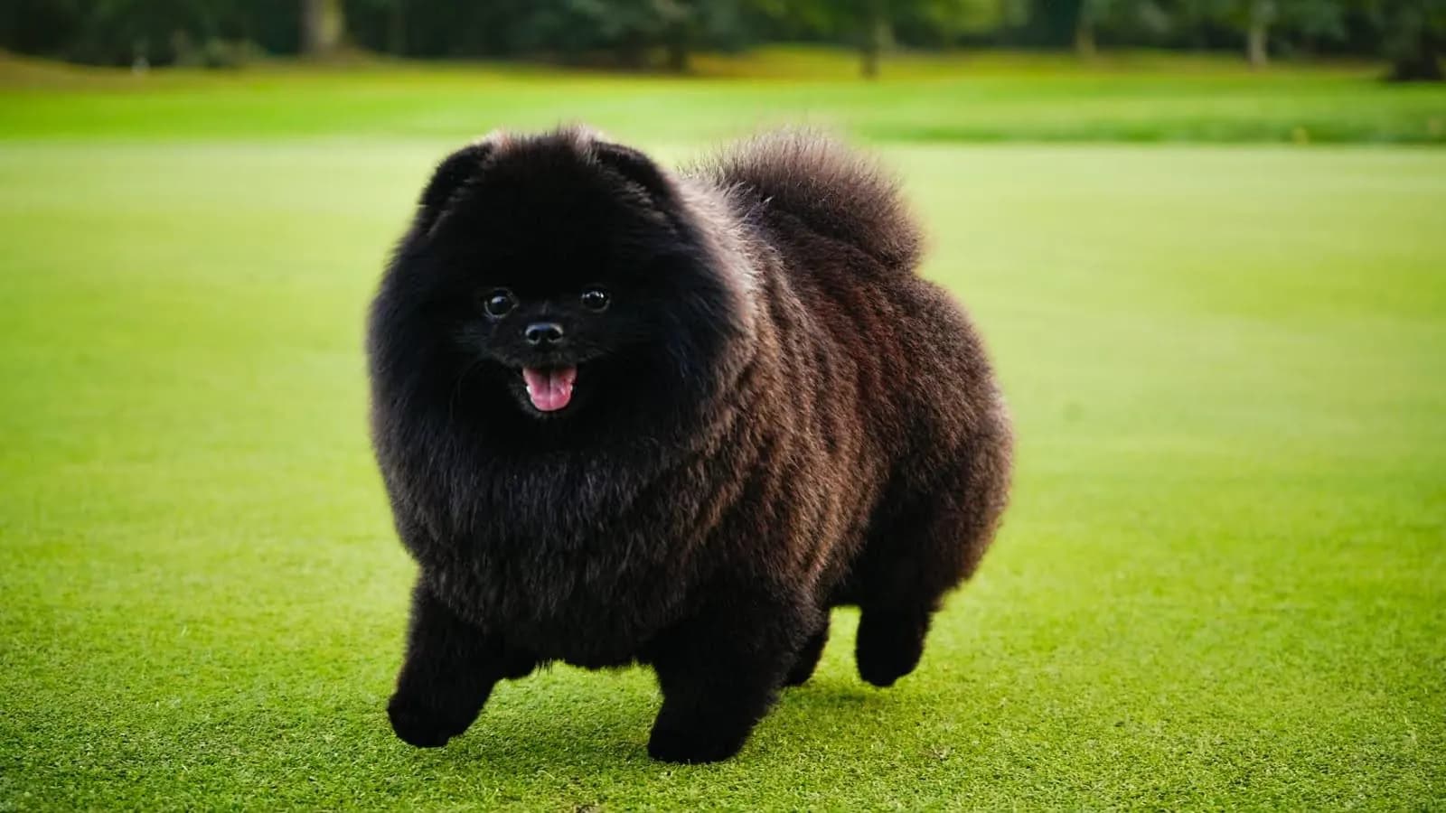 Černý pomeranian po úpravě v salónu pro psy Viky