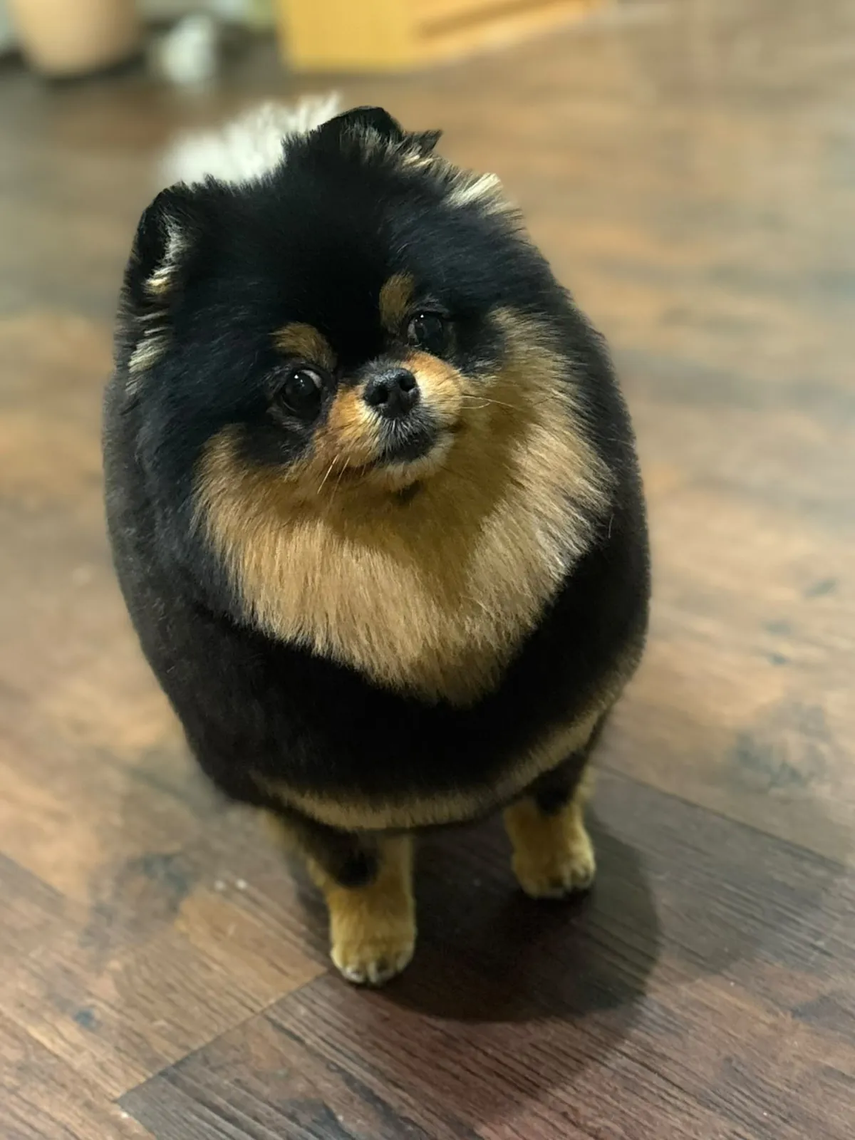 Pomeranian black and tan po úpravě v salónu pro psy Viky