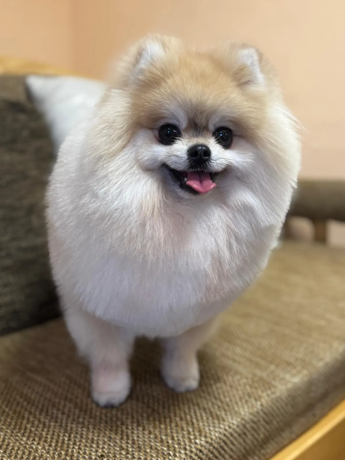 Krémový pomeranian po úpravě v salónu pro psy Viky