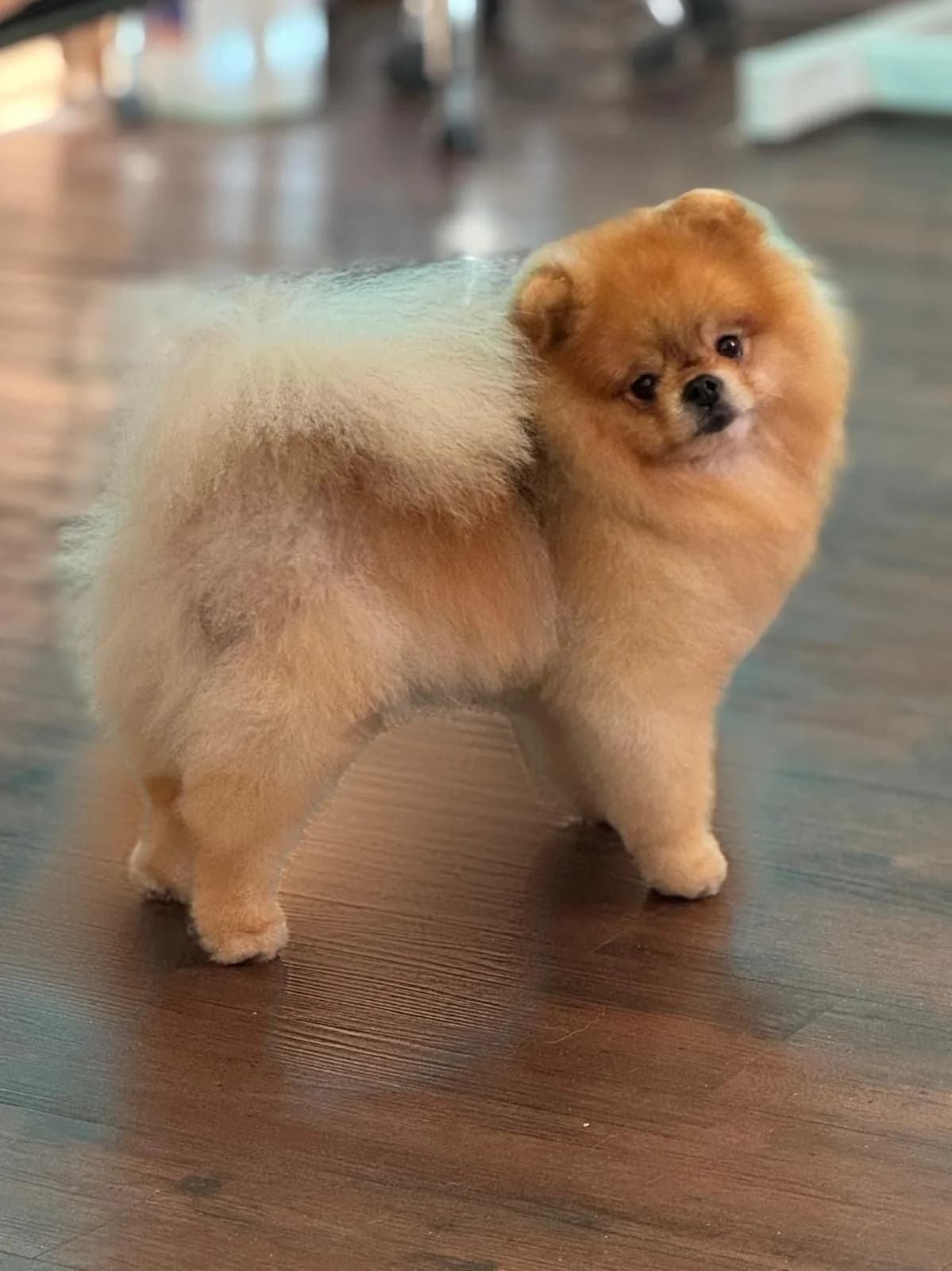 Oranžový pomeranian po úpravě v salónu pro psy Viky