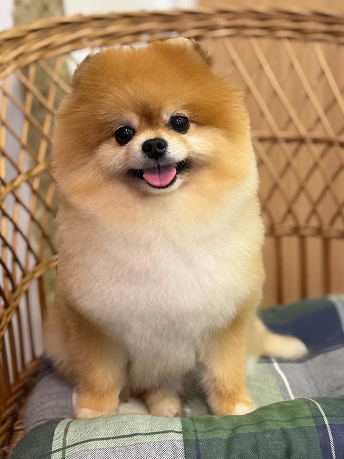Oranžový pomeranian po úpravě v salónu pro psy Viky