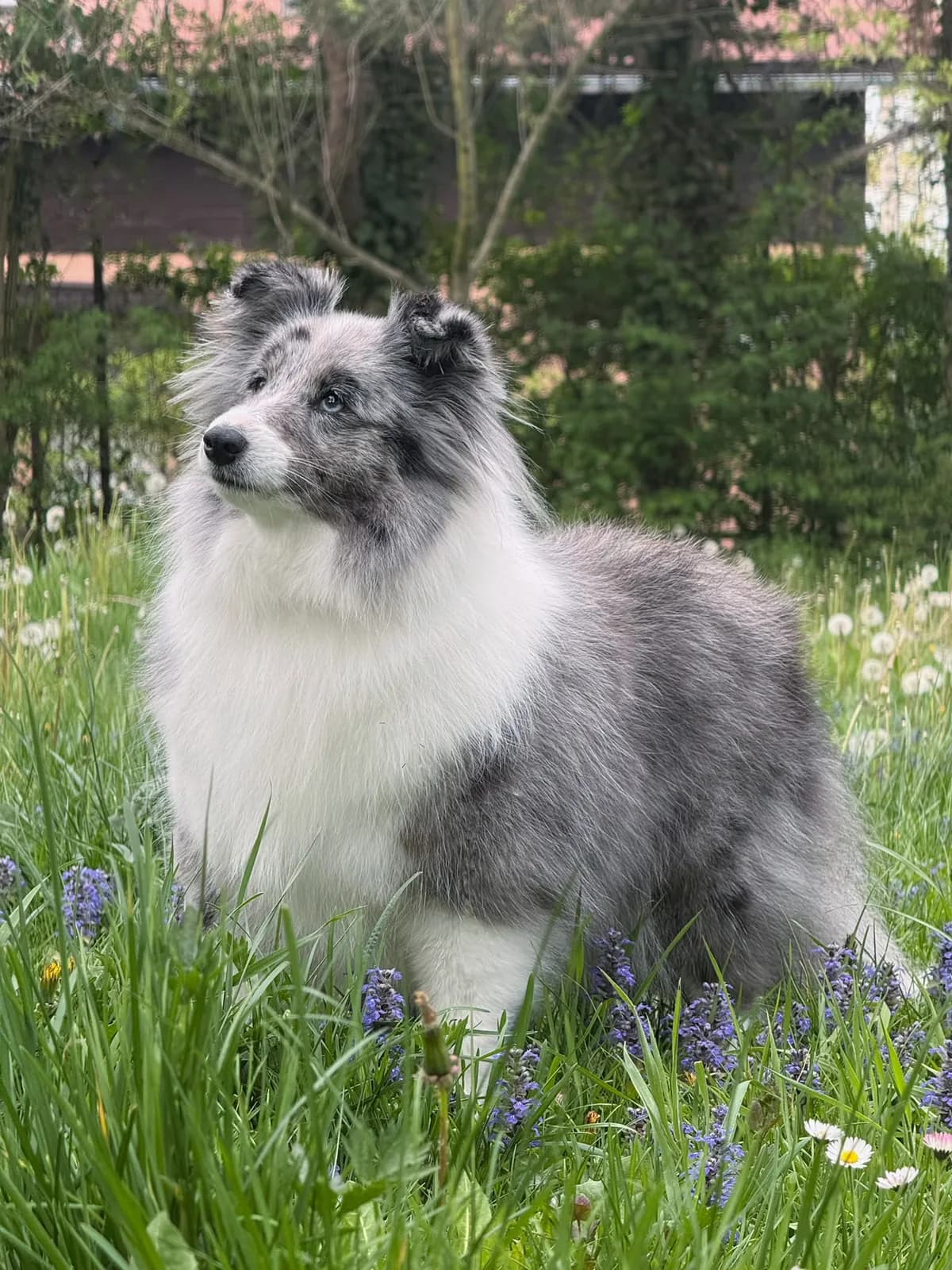 Šeltie blue merle po úpravě v salónu pro psy Viky
