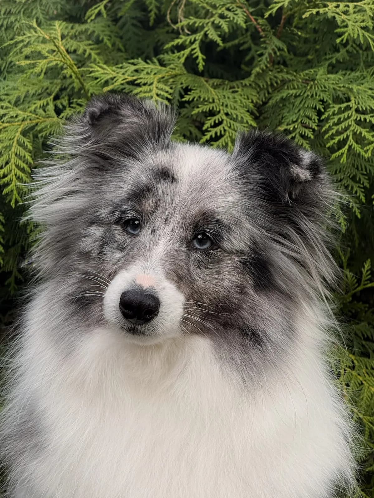 Šeltie blue merle po úpravě v salónu pro psy Viky