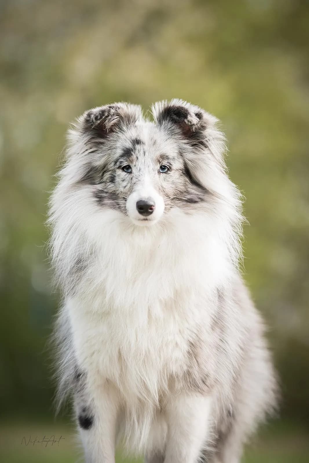 Šeltie blue merle po úpravě v salónu pro psy Viky