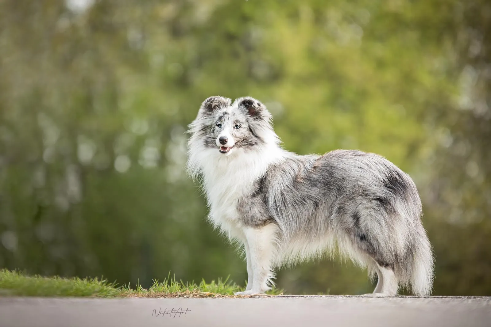 Šeltie blue merle po úpravě v salónu pro psy Viky