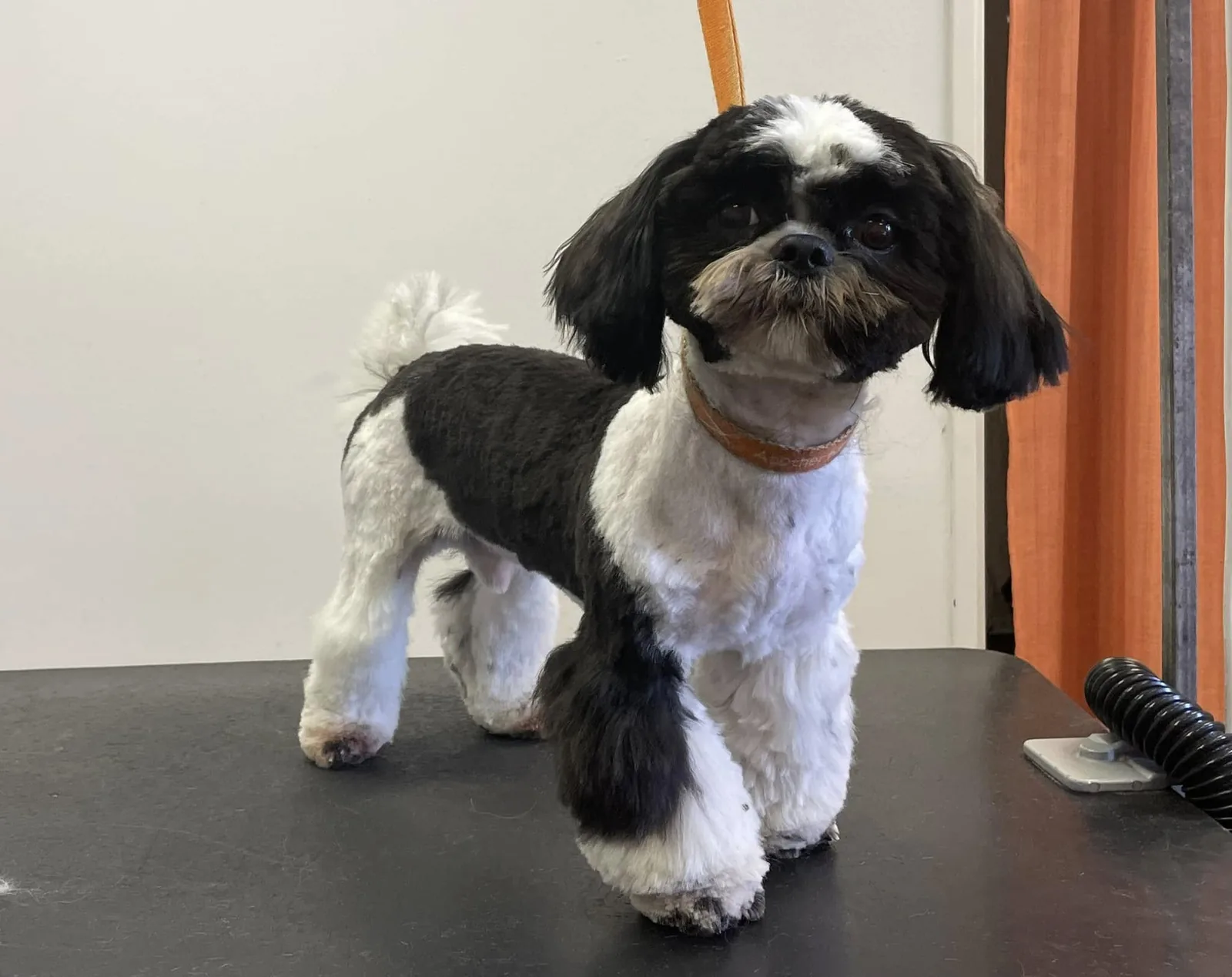 Shih-tzu po úpravě v salónu pro psy Viky